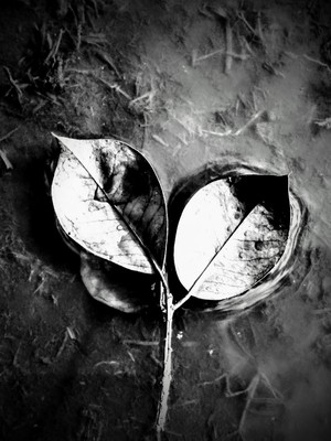 Nice black and white leaves