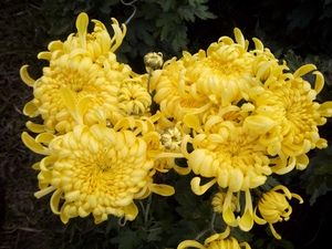 Yellow chrysanths