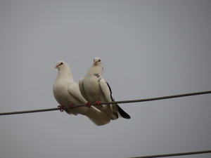 Pigeons on the wire