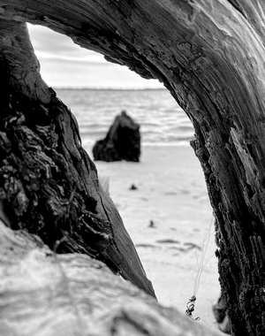 different perspective at the beach through some tree roots