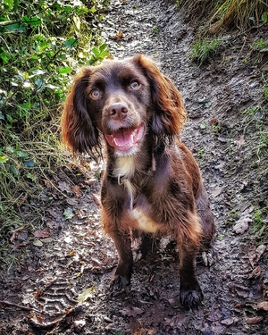 Coco the Sprocker, alert and ready for her ball
