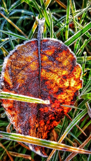 Golden leaf with frost on a sunny morning