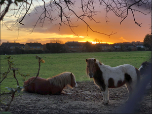 Beautiful sunset with two sleepy horses.