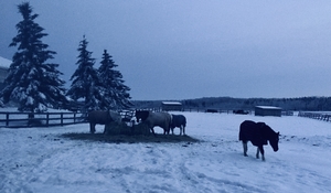 Horses grazing in a winter field
