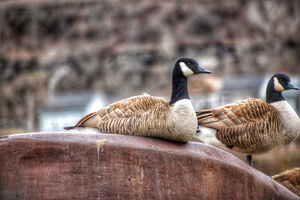 a goose on a barge