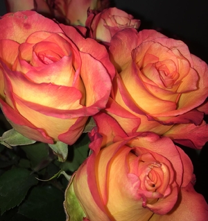 Simple, elegantly colored roses