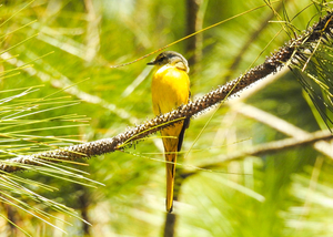 Pericrocotus ethologus / Bird of Thailand