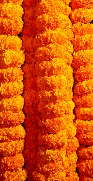 Marigold flower in a series as garland