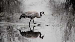 Crane reflection in a lake