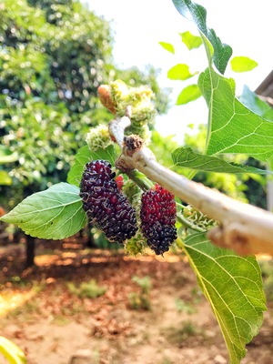 Ripe mulberry on tree with green leaves in sunlight