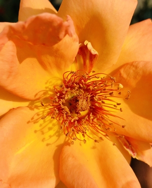 Close up of an orange exotic flower