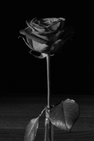 Rose, still life, flower, black and white