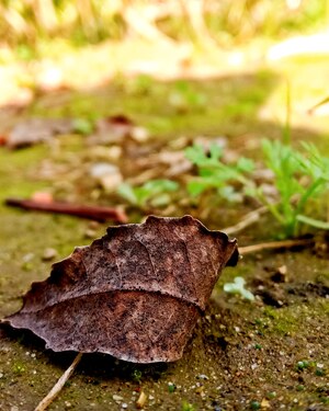 Close up of a dry leaf