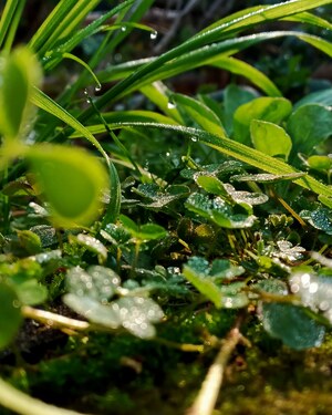 Close up dew on green grass