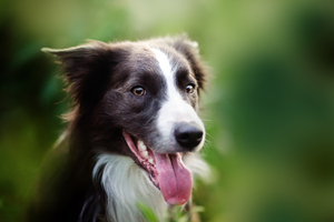 Border collie dog in the summer