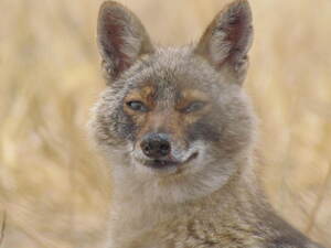 Portrait of a grey fox