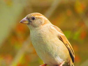 Close up of a house sparrow