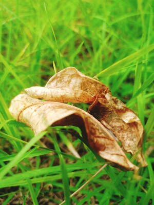 Dry leaf on green grass