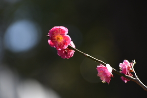 flowers in japan