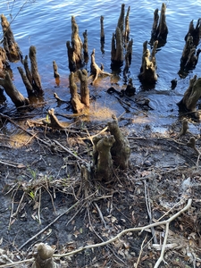 cypress knees at lake George