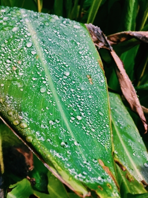 this an up close picture of a leaf after it rained