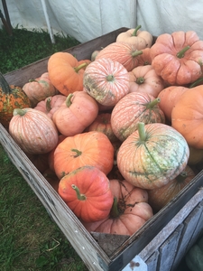 pumpkins in the fall