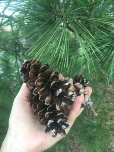 pine cones by a tree