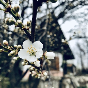 cherry blossom in the garden