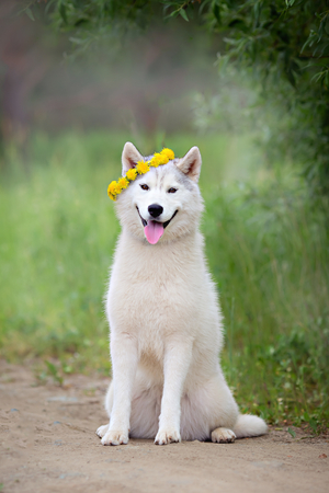 Husky dog with dandelions on his head