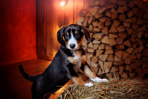 Puppy beagle in studio near the hay