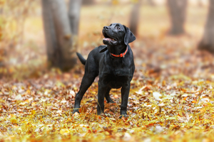A labrador dog in autumn park