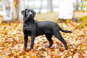 Portrait or black Labrador dog