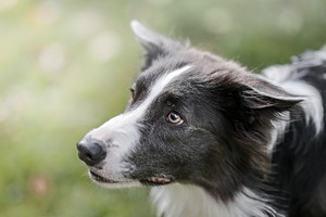 Dog of border collie breed