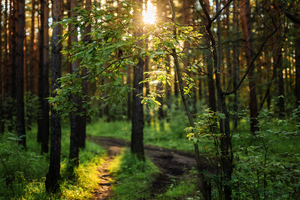 Forest with sunlight in the summertime
