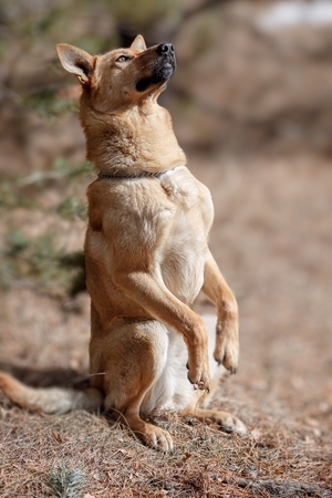 Dog sits on its tail and legs