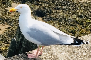 the sly seagull
