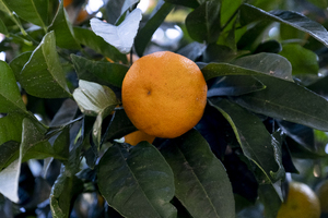Organic natural orange tangerine