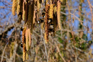 Bees on a hazel plant