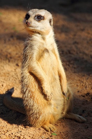 A meerkat looking out for predators