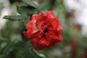Single red rose with dew drops