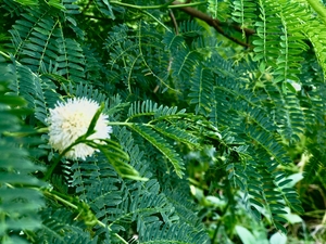 Nature leaf in asia’s far