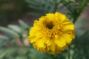 Close up of a single yellow flower