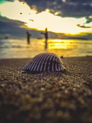 Seashell on sunset