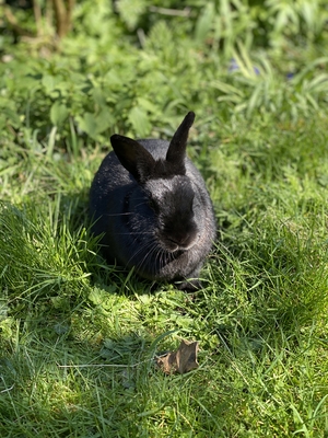 Rabbit relaxing in the spring sunshine