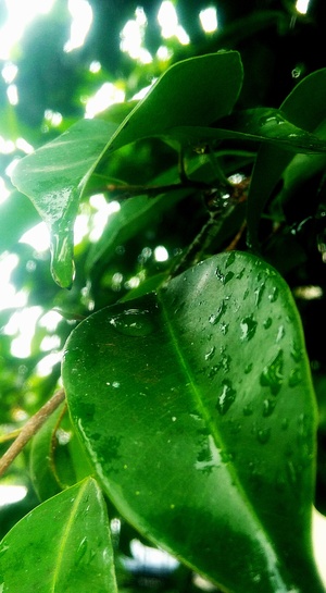 Green leaves after rain