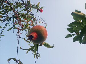 Apple hanging in fruit tree