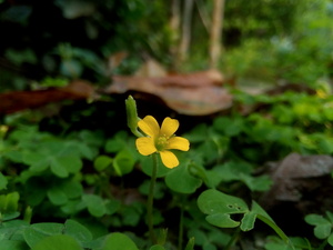 Little yellow flower