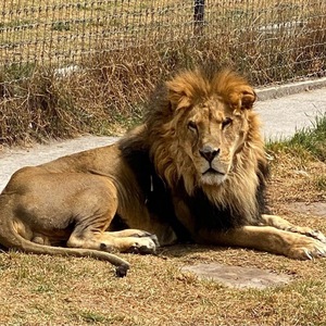 East African Lion