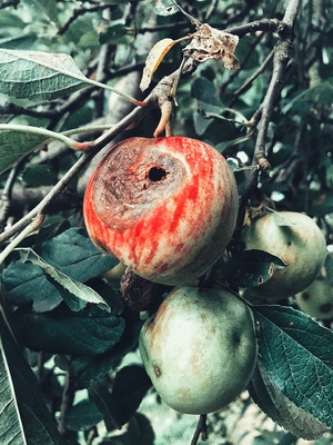 Rotten apple on a branch