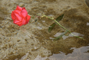 Red rose floating in a fountain